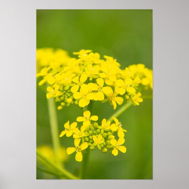 Gentle Söt gula blommor på vår-dagen Poster (Framsidan)