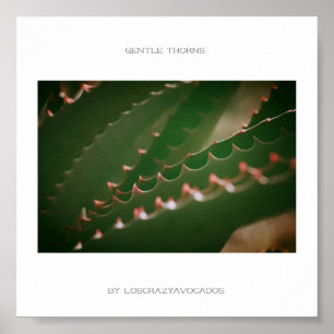 Gentle Thorns Grönt Succulent Plant Aloe Poster