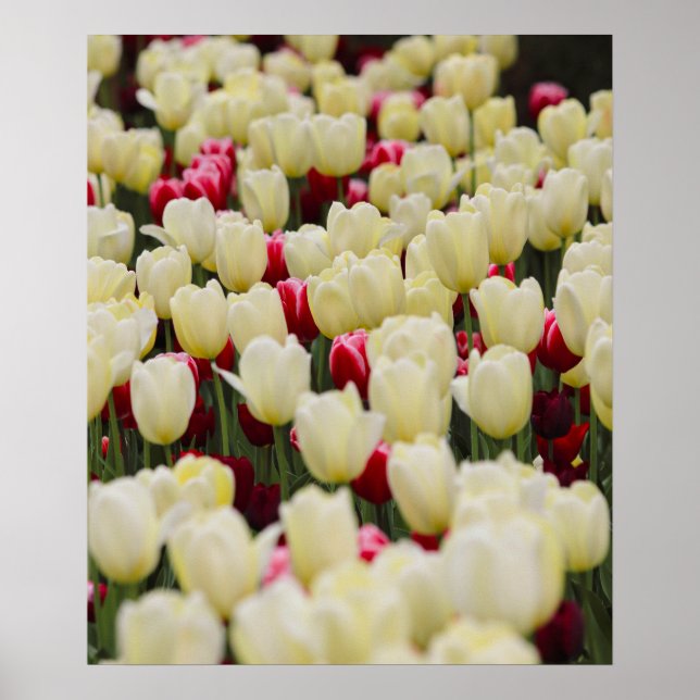 Gentle Vår blommor Poster (Framsidan)