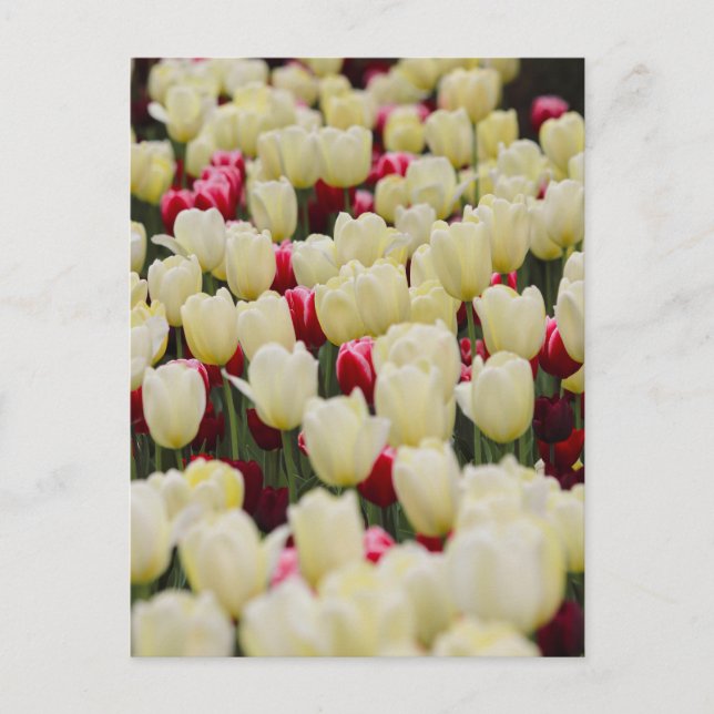 Gentle Vår blommor Vykort (Framsida)