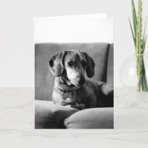 Gentleman Daschund Kort