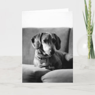 Gentleman Daschund Kort