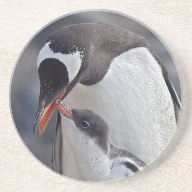 Gentoo och Chick Coaster Underlägg (Framsidan)
