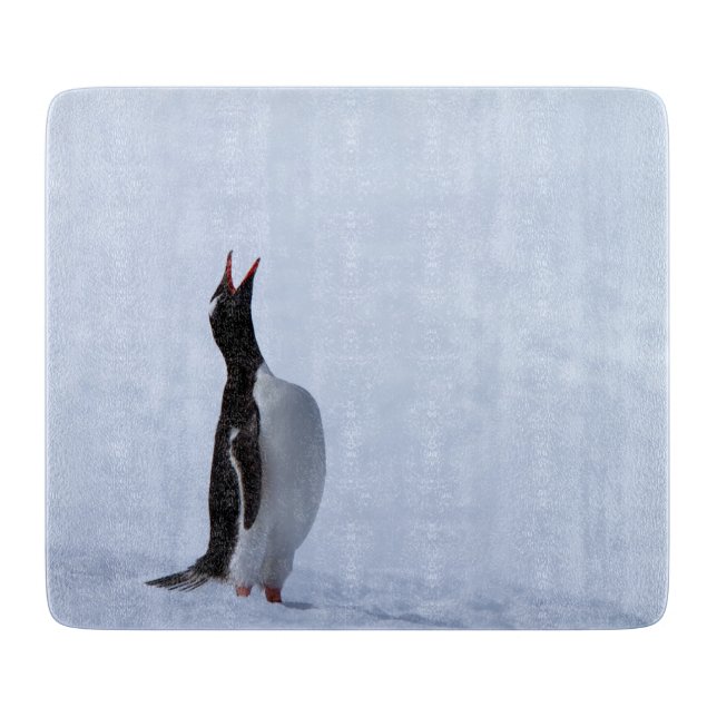 Gentoo penguin (Framsidan)