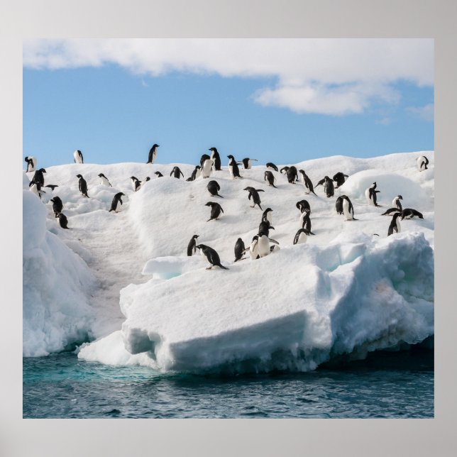 Gentoo Penguin Antarctica Iceberg-speltid Poster (Framsidan)