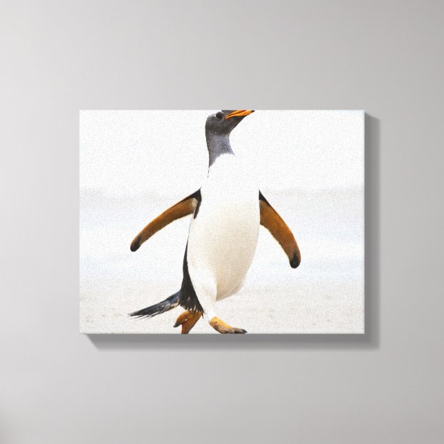 Gentoo Penguin Canvastryck (Framsida)