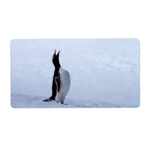 Gentoo penguin fraktsedel