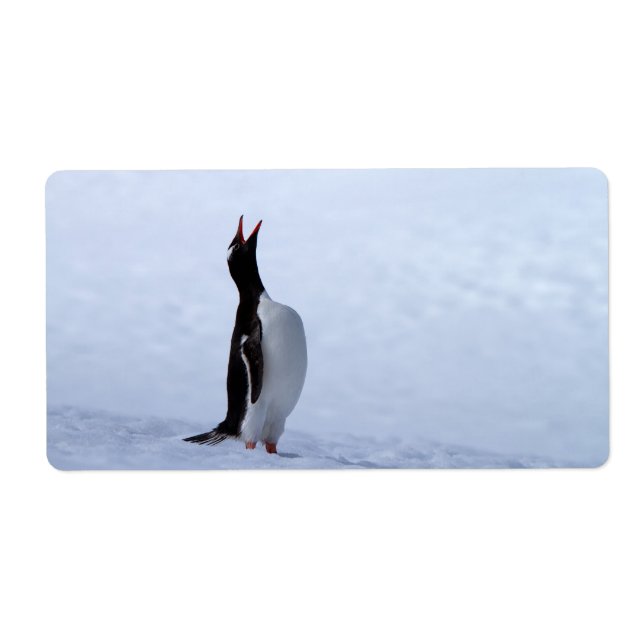 Gentoo penguin fraktsedel (Framsidan)