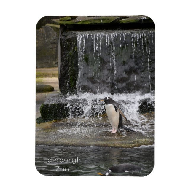 Gentoo Penguin & Friends Edinburgh Zoo Scotland Magnet (Vertikal)
