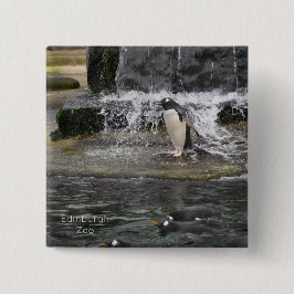 Gentoo Penguin & Friends Edinburgh Zoo Scotland Po Knapp