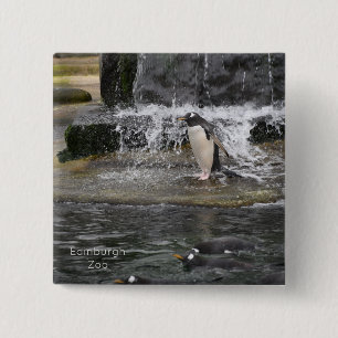 Gentoo Penguin & Friends Edinburgh Zoo Scotland Po Knapp