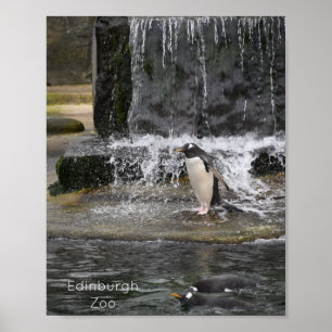 Gentoo Penguin & Friends Edinburgh Zoo Scotland Poster