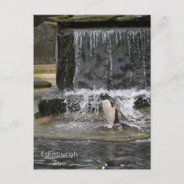 Gentoo Penguin & Friends Edinburgh Zoo Scotland Vykort