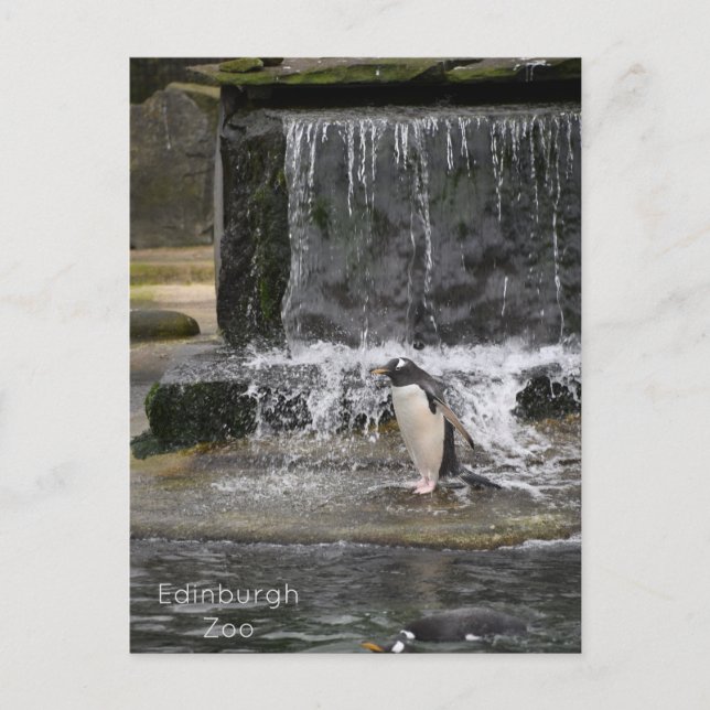 Gentoo Penguin & Friends Edinburgh Zoo Scotland Vykort (Framsida)