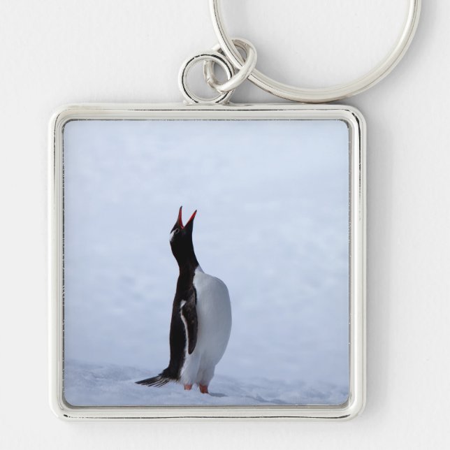 Gentoo penguin fyrkantig silverfärgad nyckelring (Framsidan)