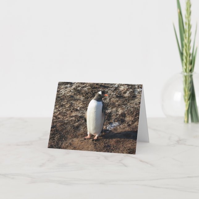 Gentoo penguin (HO)-kort Helgkort (Framsida)