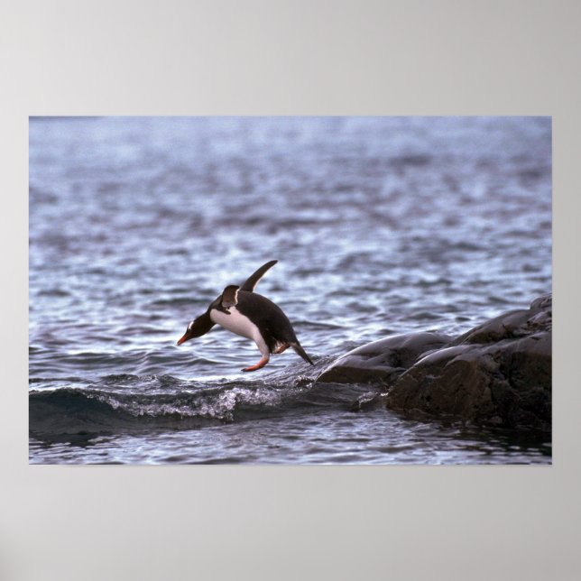 Gentoo Penguin Jumping Into Vatten Poster (Framsidan)