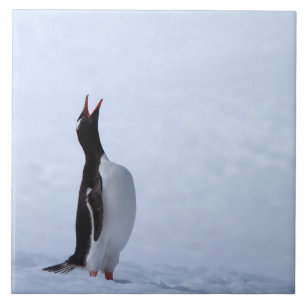 Gentoo penguin kakelplatta