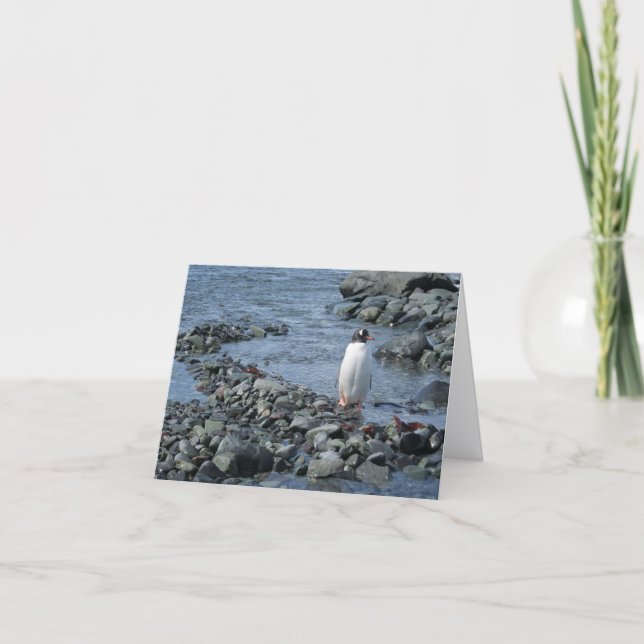 Gentoo penguin (M) card Tack Kort (Framsida)