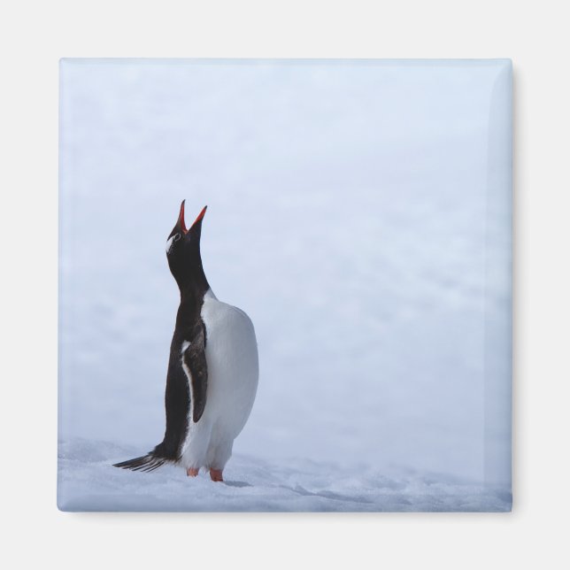 Gentoo penguin magnet (Framsidan)