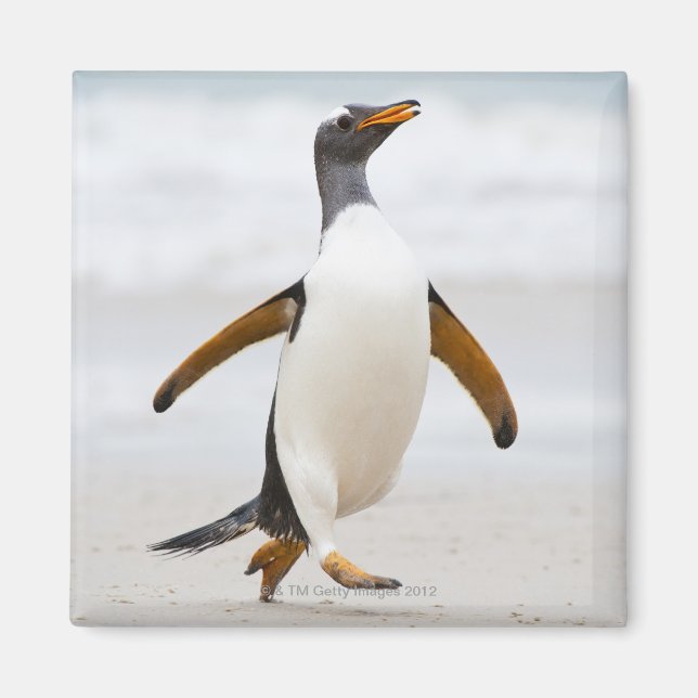 Gentoo Penguin Magnet (Framsidan)