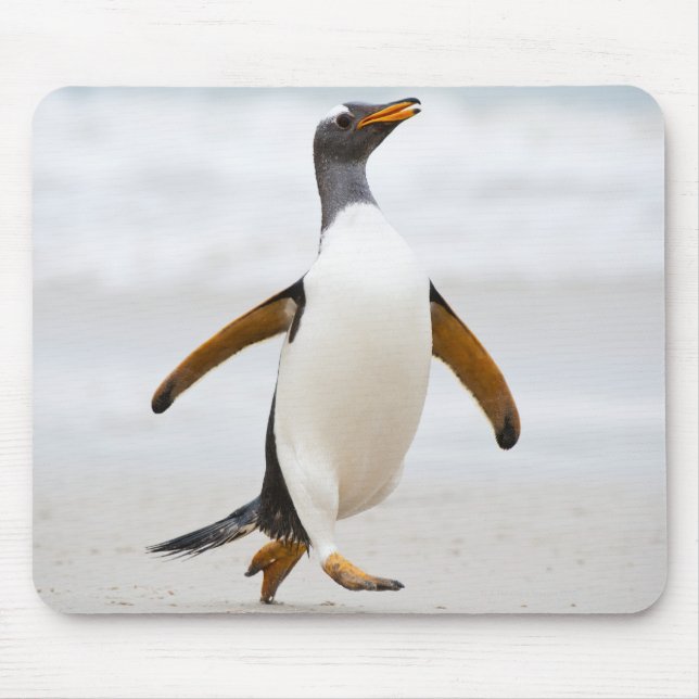 Gentoo Penguin Musmatta (Framsidan)