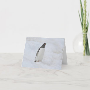 Gentoo penguin (Neko)-kort Helgkort