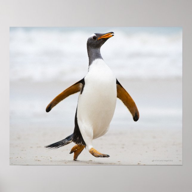 Gentoo Penguin Poster (Framsidan)