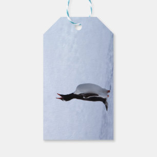 Gentoo penguin presentetikett