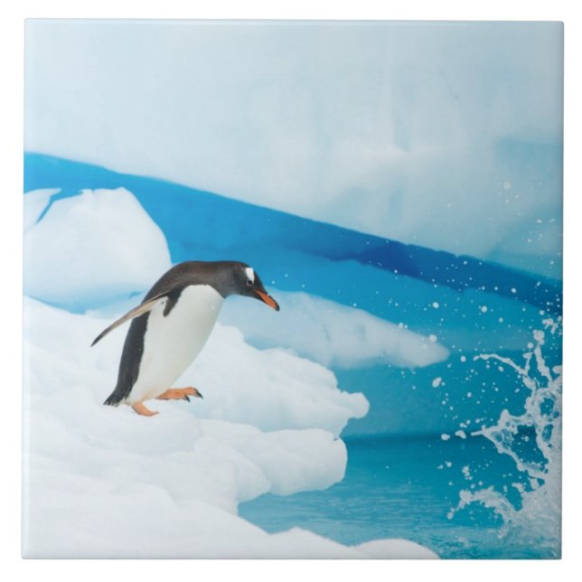 (gentoo penguin, Pygoscelis Papua), hoppa av Kakelplatta (Framsidan)
