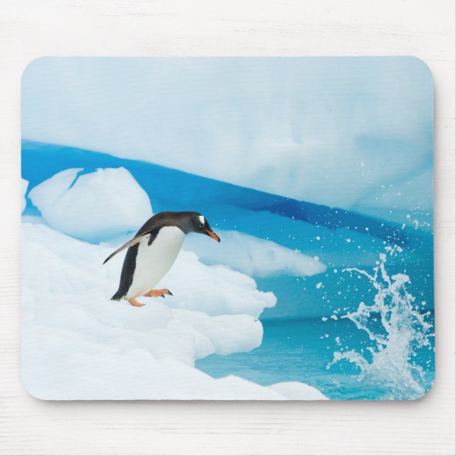 (gentoo penguin, Pygoscelis Papua), hoppa av Musmatta (Framsidan)