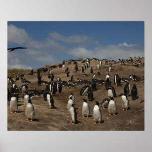 Gentoo Penguin (Pygoscelis papua) koloni på Väster Poster