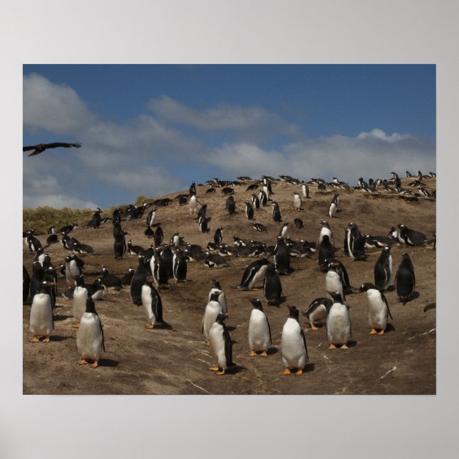 Gentoo Penguin (Pygoscelis papua) koloni på Väster Poster (Framsidan)