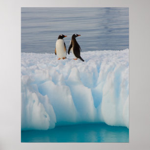 gentoo penguin, Pygoscelis Papua, på is Poster