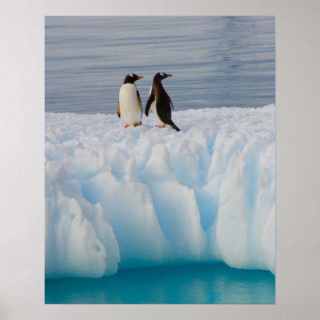 gentoo penguin, Pygoscelis Papua, på is Poster (Framsidan)