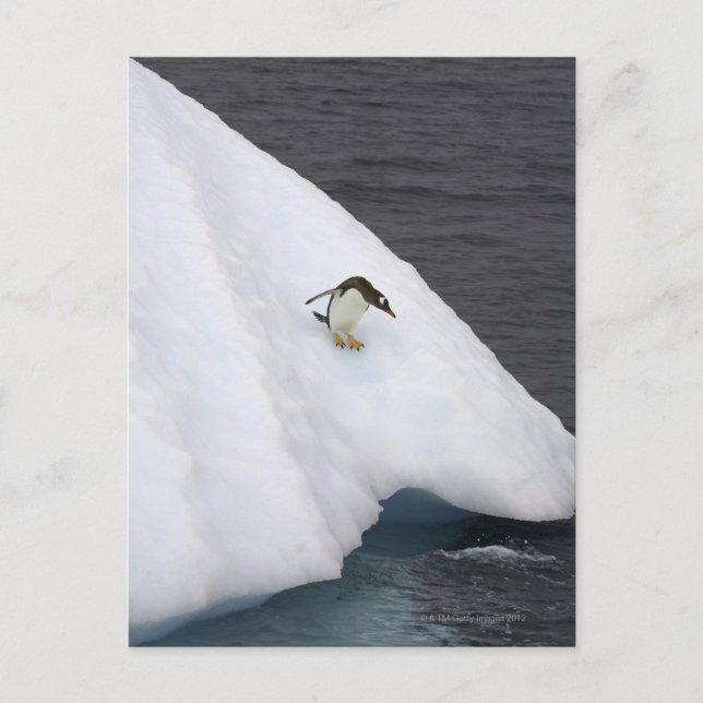 Gentoo penguin Pygoscelis papua) Vykort (Framsida)