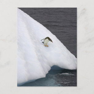 Gentoo penguin Pygoscelis papua) Vykort