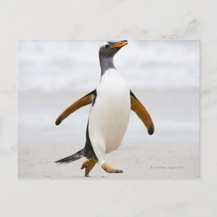 Gentoo Penguin Vykort