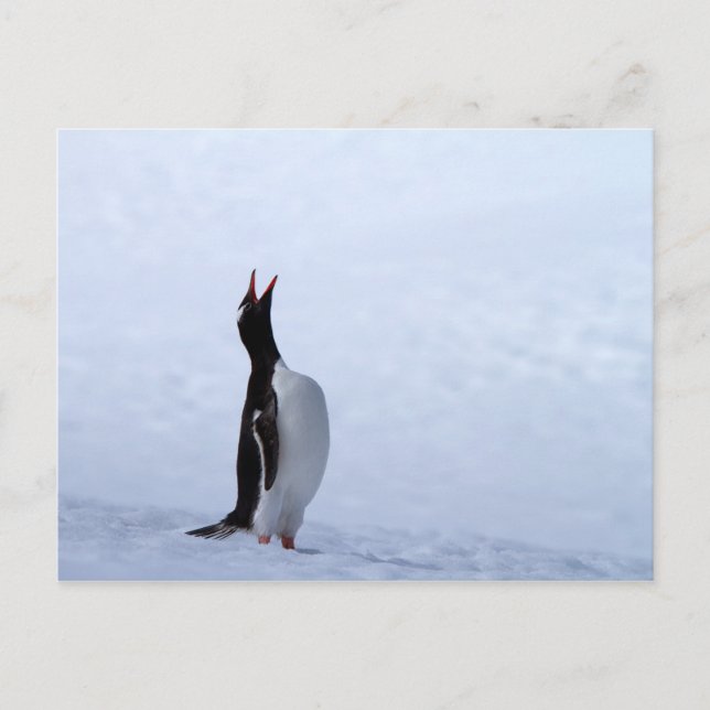 Gentoo penguin vykort (Framsida)