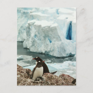 Gentoo Penguin-vykort Vykort