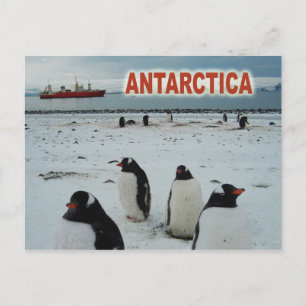 Gentoo Penguins, Antarktis Peninsula Vykort