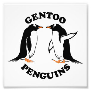 Gentoo Penguins Fototryck