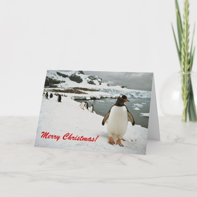 Gentoo Penguins in Antarctica-julkortet Helgkort (Framsida)