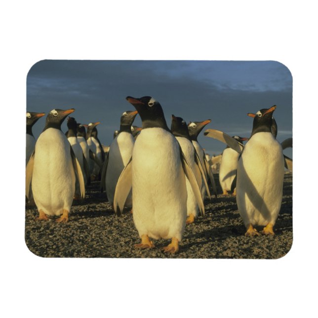 Gentoo Penguins, (Pygoscelis papua), Falkland Magnet (Horisontell)
