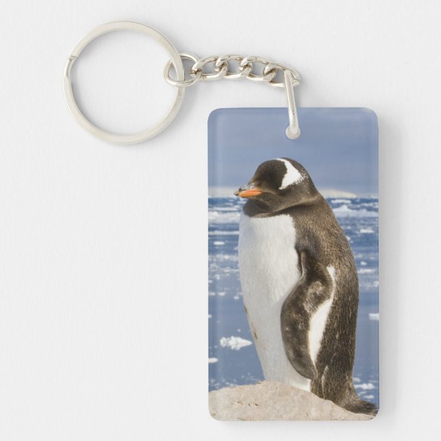 Gentoo pingvin (Framsidan)