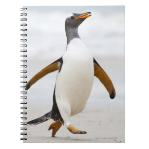 Gentoo pingvin anteckningsbok med spiral
