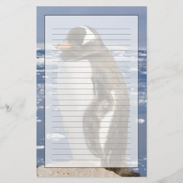 Gentoo pingvin brevpapper (Framsida)