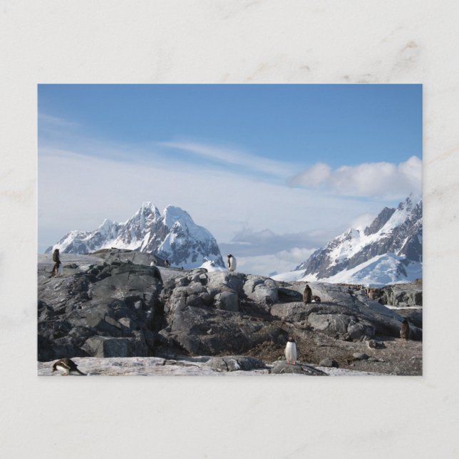 Gentoo pingvin i Antarktis Vykort (Framsida)