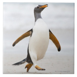 Gentoo pingvin kakelplatta