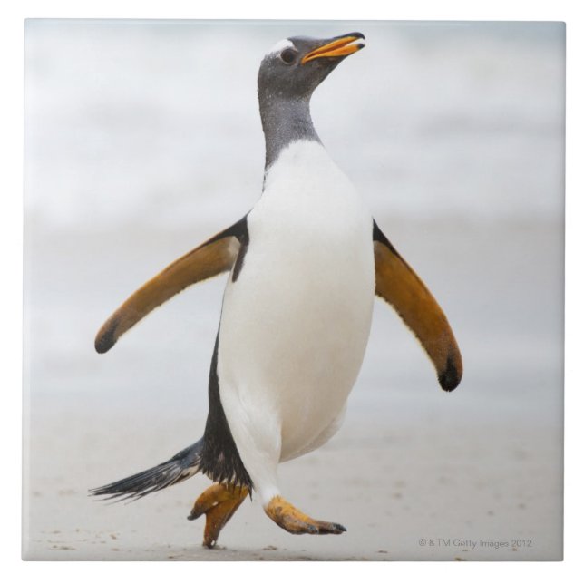 Gentoo pingvin kakelplatta (Framsidan)